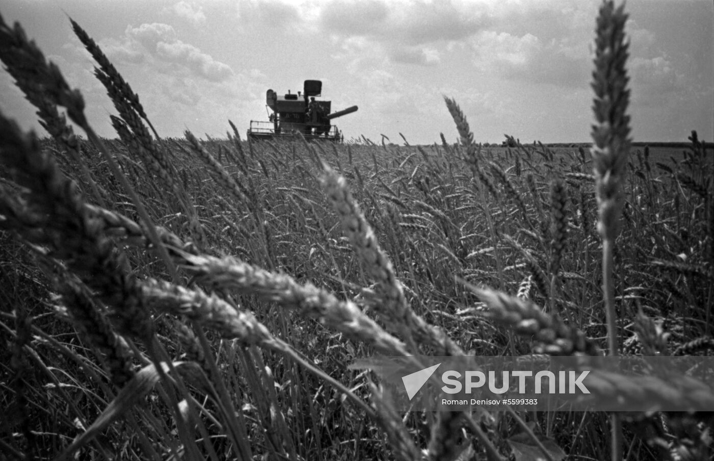 Kirov collective farm in Krasnodar Territory