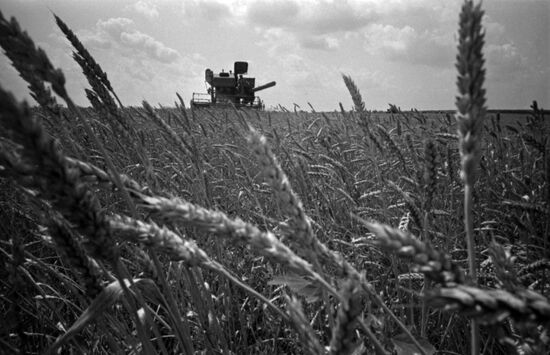 Kirov collective farm in Krasnodar Territory