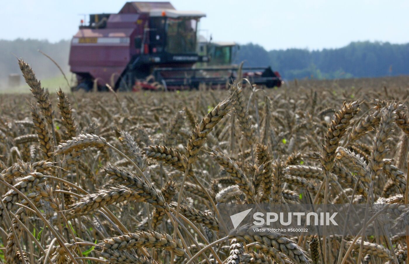 Grain harvest in Brest Region