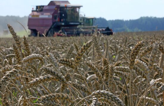 Grain harvest in Brest Region