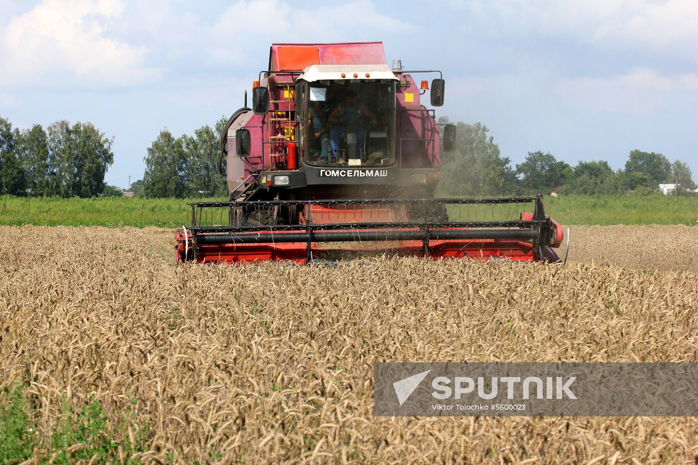 Grain harvest in Brest Region