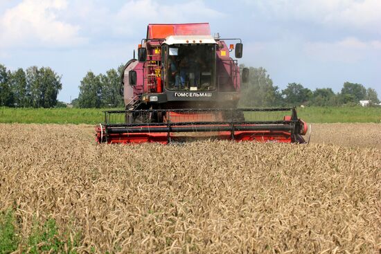 Grain harvest in Brest Region