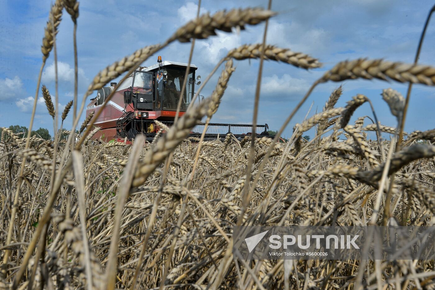 Grain harvest in Brest Region