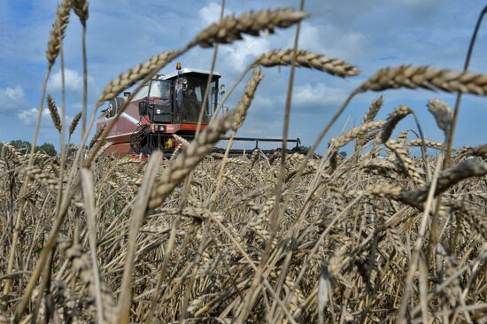 Grain harvest in Brest Region