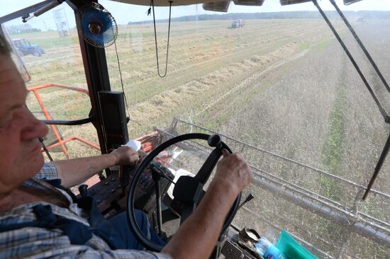 Grain harvest in Brest Region