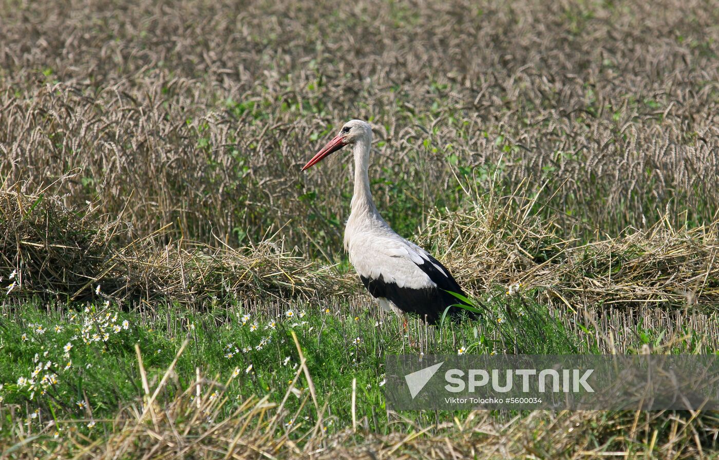 Grain harvest in Brest Region