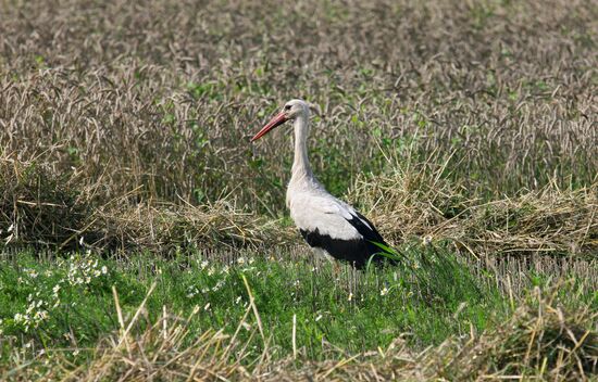 Grain harvest in Brest Region