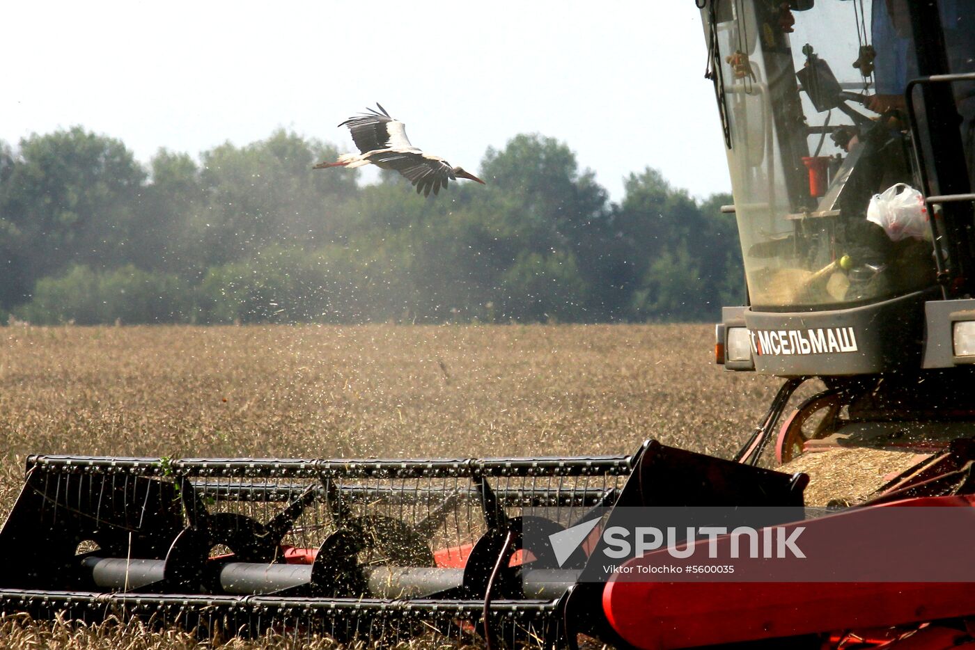 Grain harvest in Brest Region