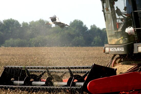 Grain harvest in Brest Region