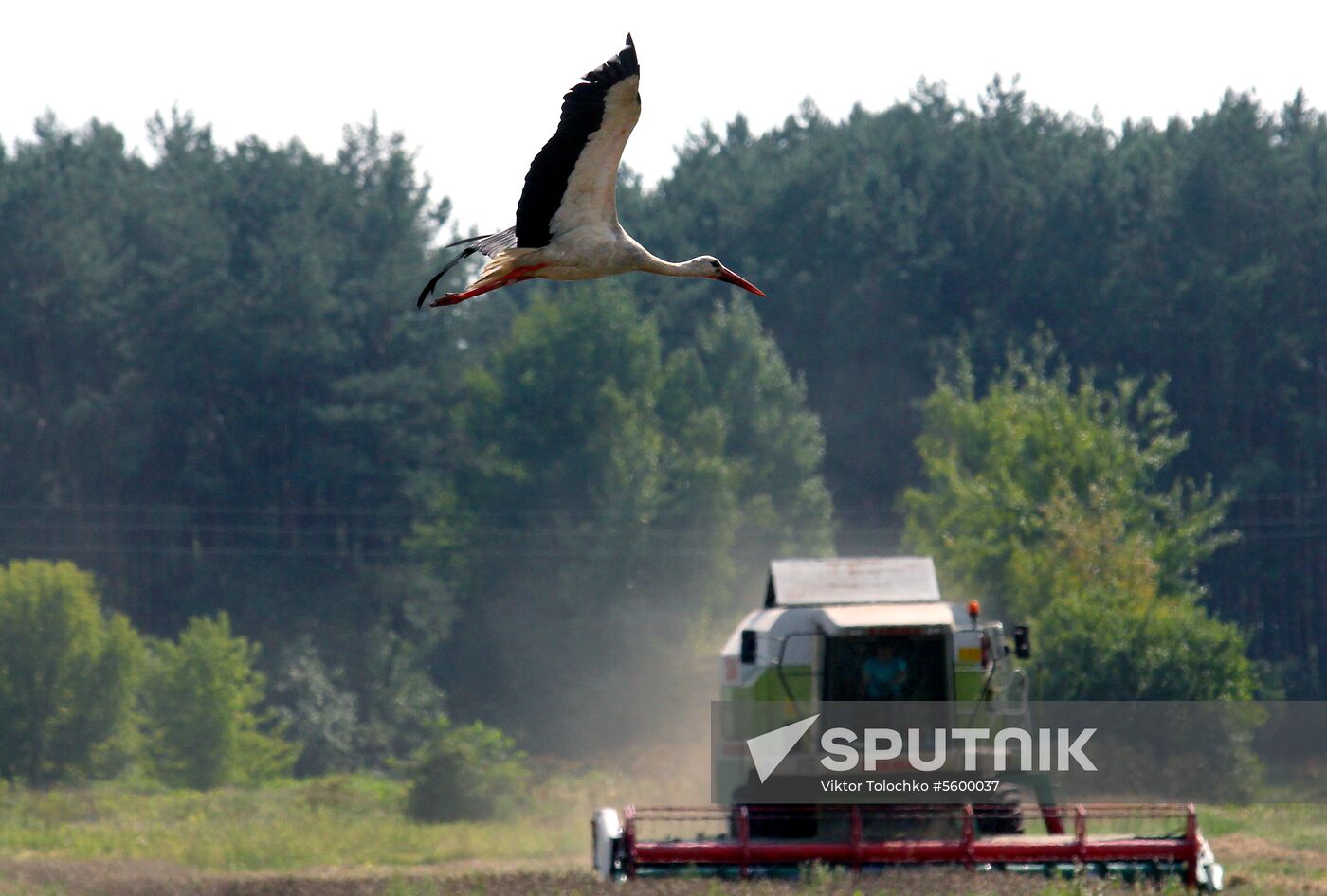 Grain harvest in Brest Region