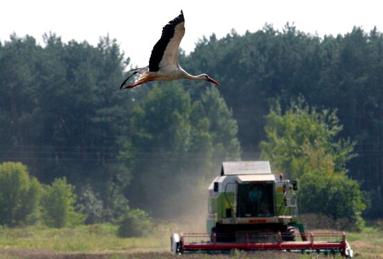 Grain harvest in Brest Region