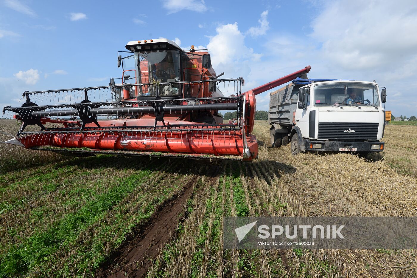 Grain harvest in Brest Region