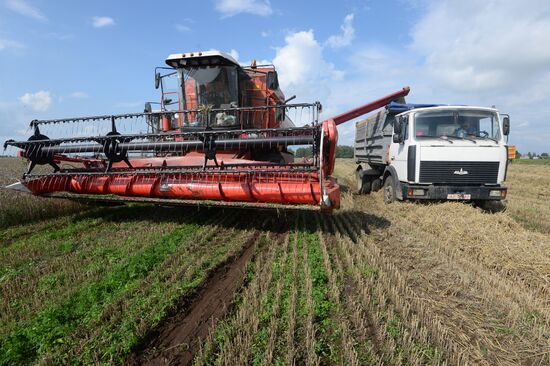 Grain harvest in Brest Region