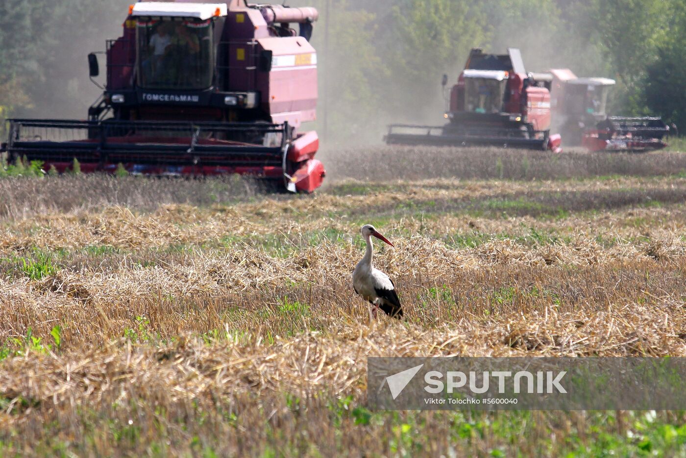 Grain harvest in Brest Region