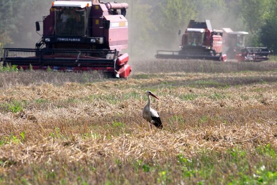 Grain harvest in Brest Region