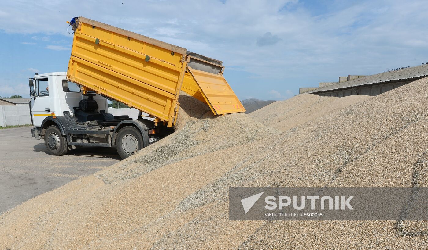 Grain harvest in Brest Region