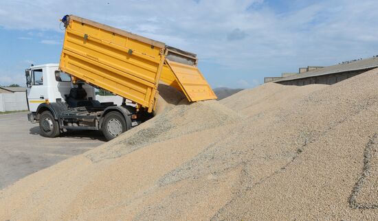 Grain harvest in Brest Region