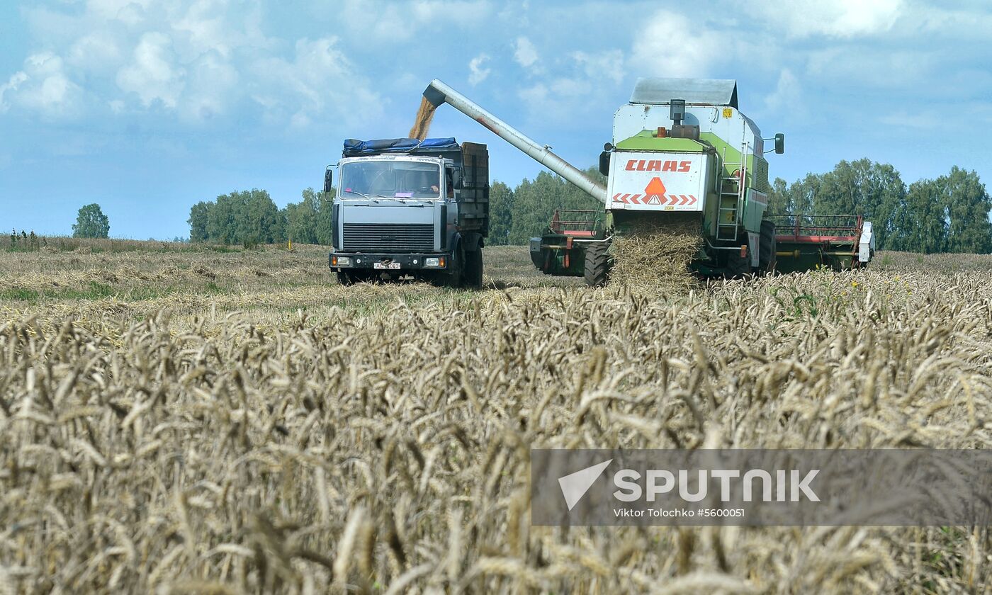 Grain harvest in Brest Region