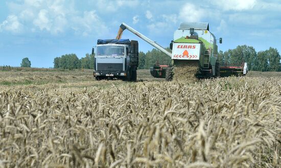 Grain harvest in Brest Region
