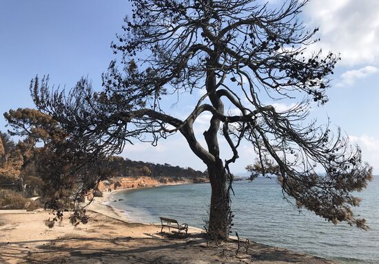 Consequences of wildfires in Greece