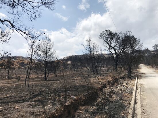 Consequences of wildfires in Greece