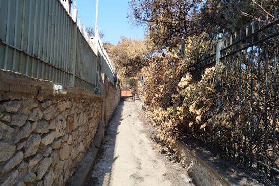 Consequences of wildfires in Greece