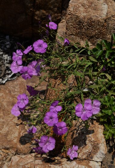Putyatin Island in Primorye Territory