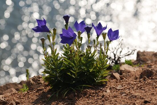 Putyatin Island in Primorye Territory