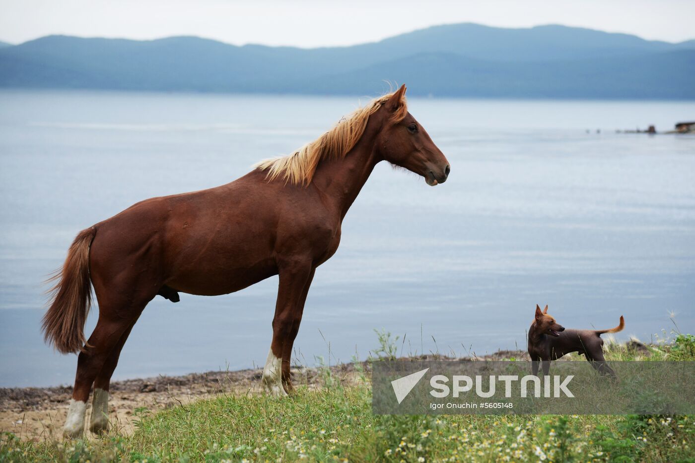 Putyatin Island in Primorye Territory