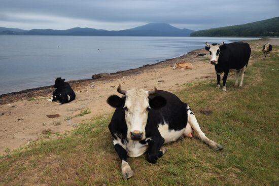 Putyatin Island in Primorye Territory