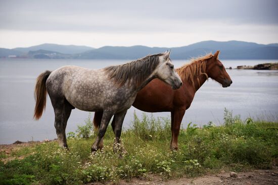 Putyatin Island in Primorye Territory