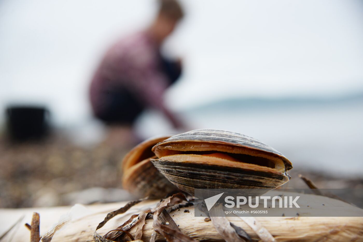 Putyatin Island in Primorye Territory