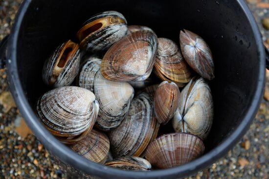 Putyatin Island in Primorye Territory