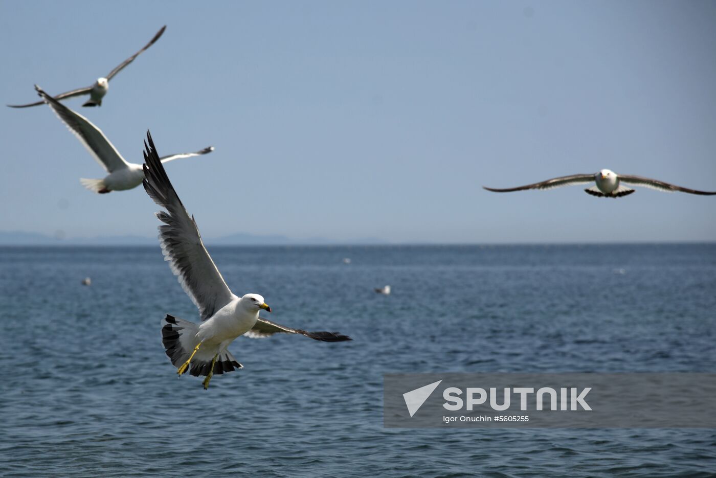 Putyatin Island in Primorye Territory