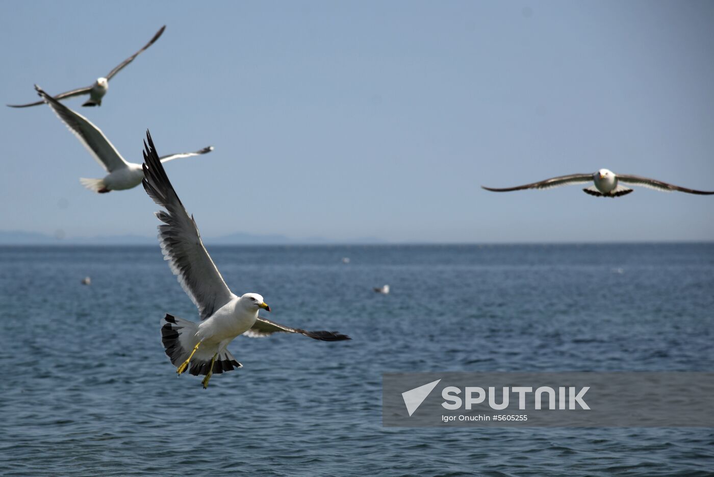 Putyatin Island in Primorye Territory