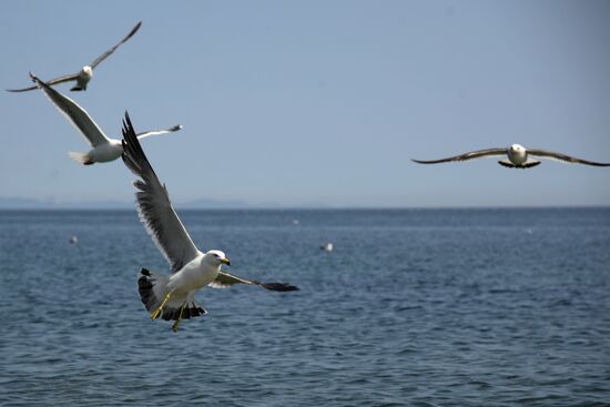 Putyatin Island in Primorye Territory