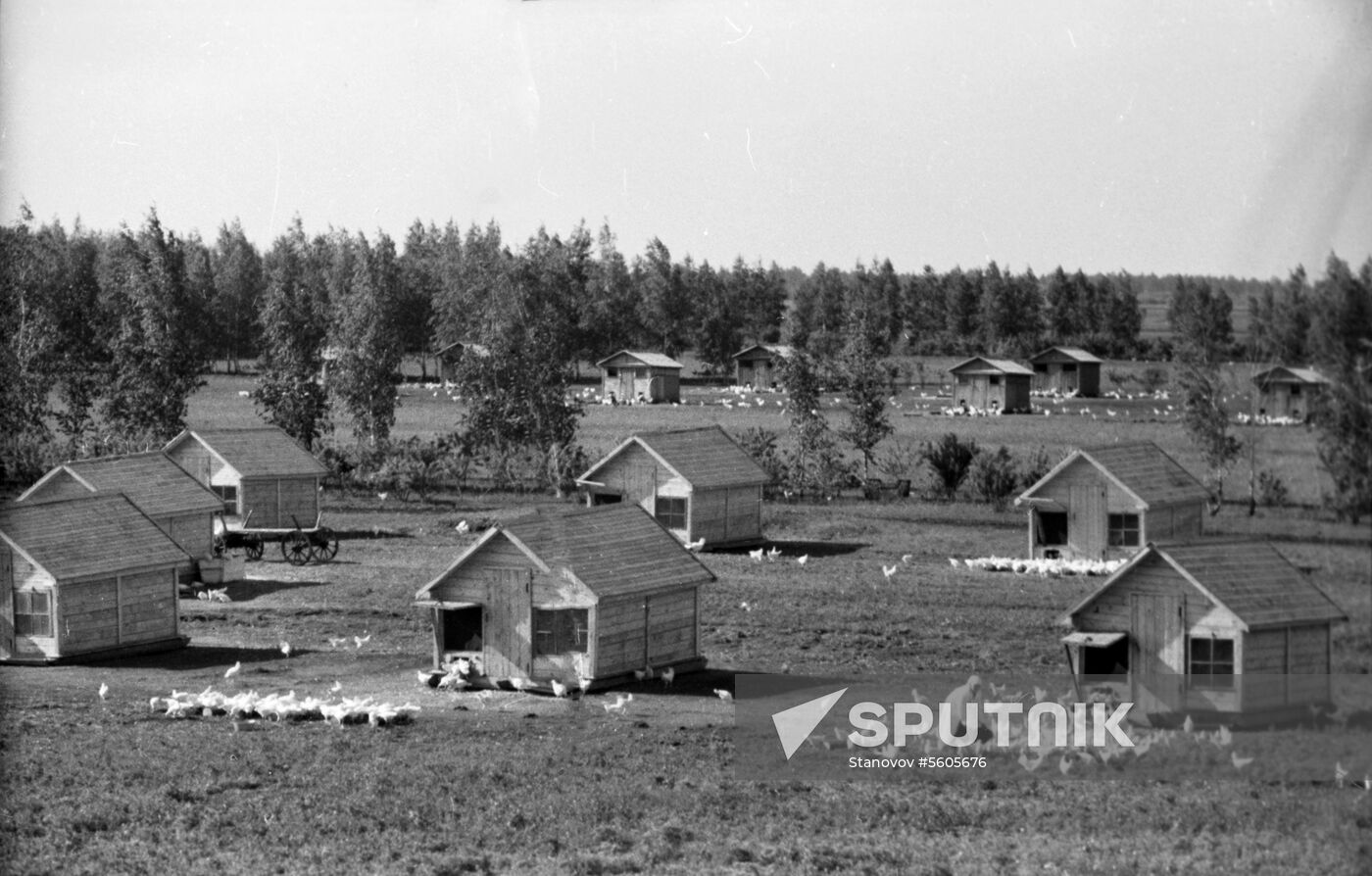 Arjenka poultry-breeding state farm
