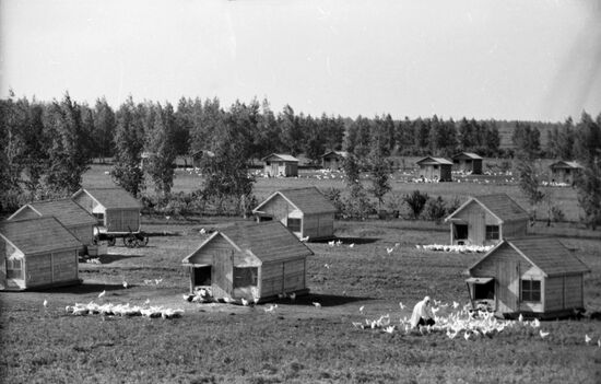 Arjenka poultry-breeding state farm
