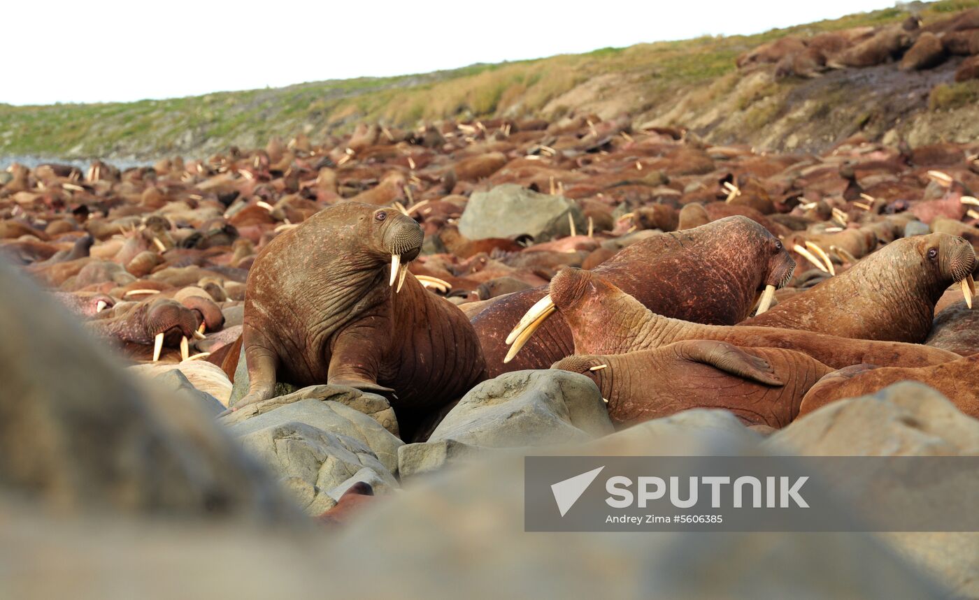 Chukotka Peninsula