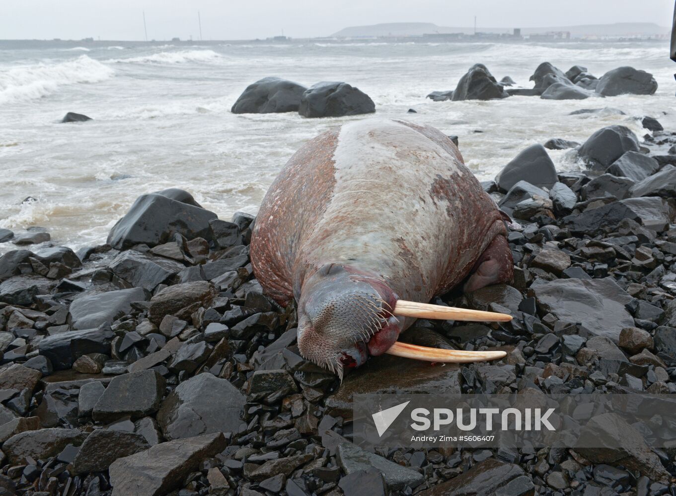 Chukotka Peninsula