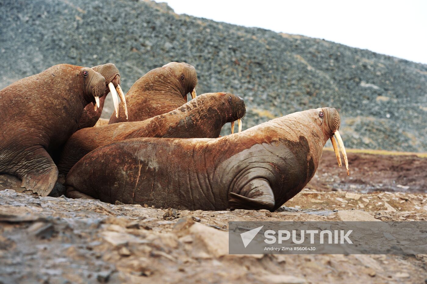 Chukotka Peninsula