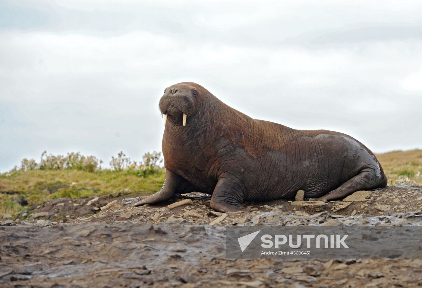 Chukotka Peninsula