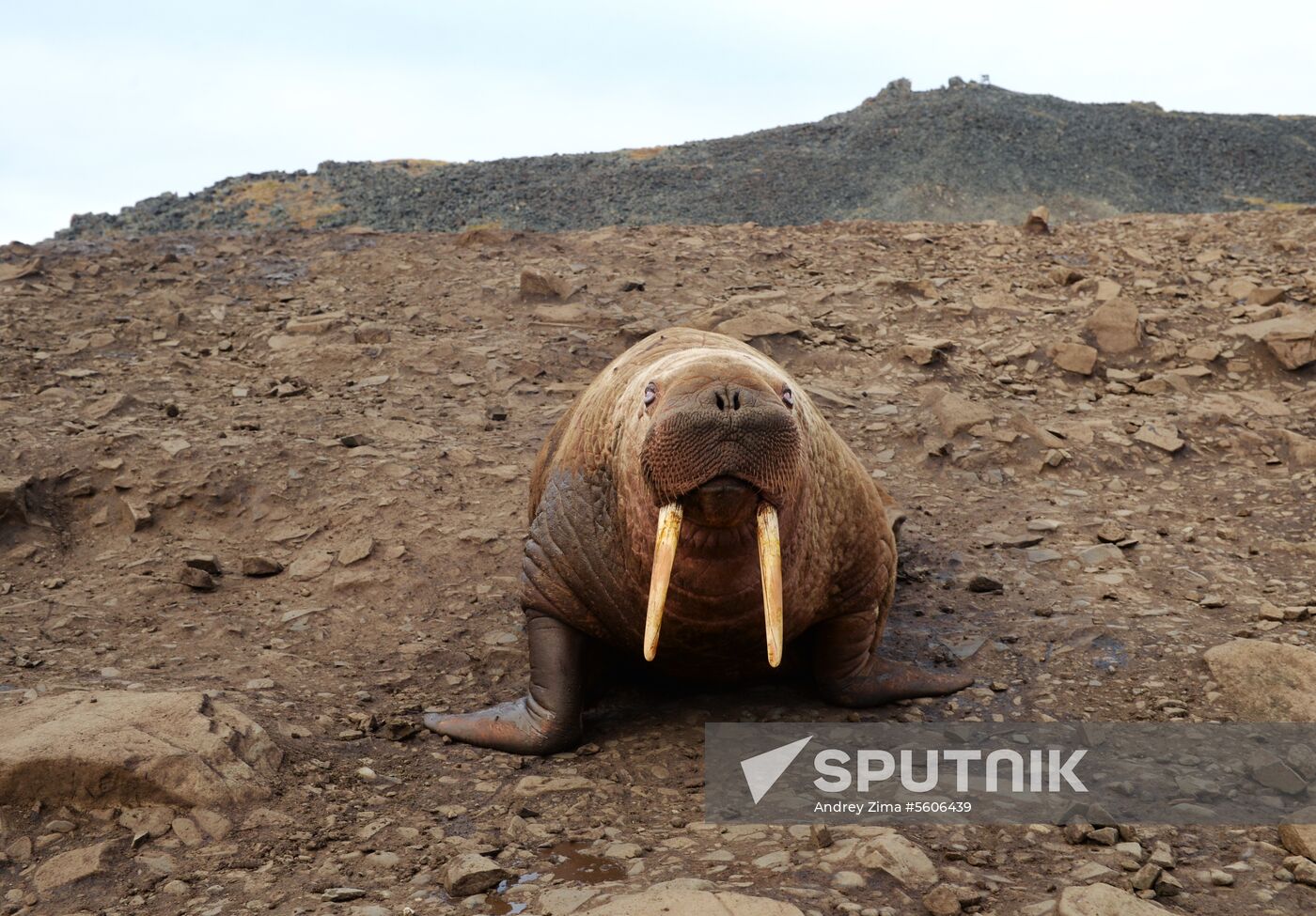 Chukotka Peninsula