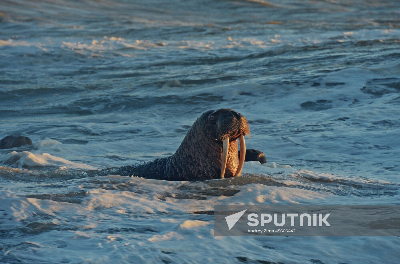 Chukotka Peninsula