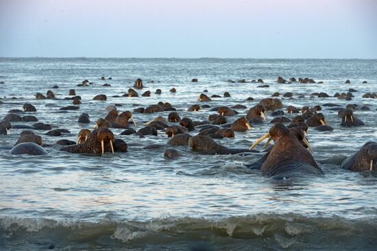 Chukotka Peninsula