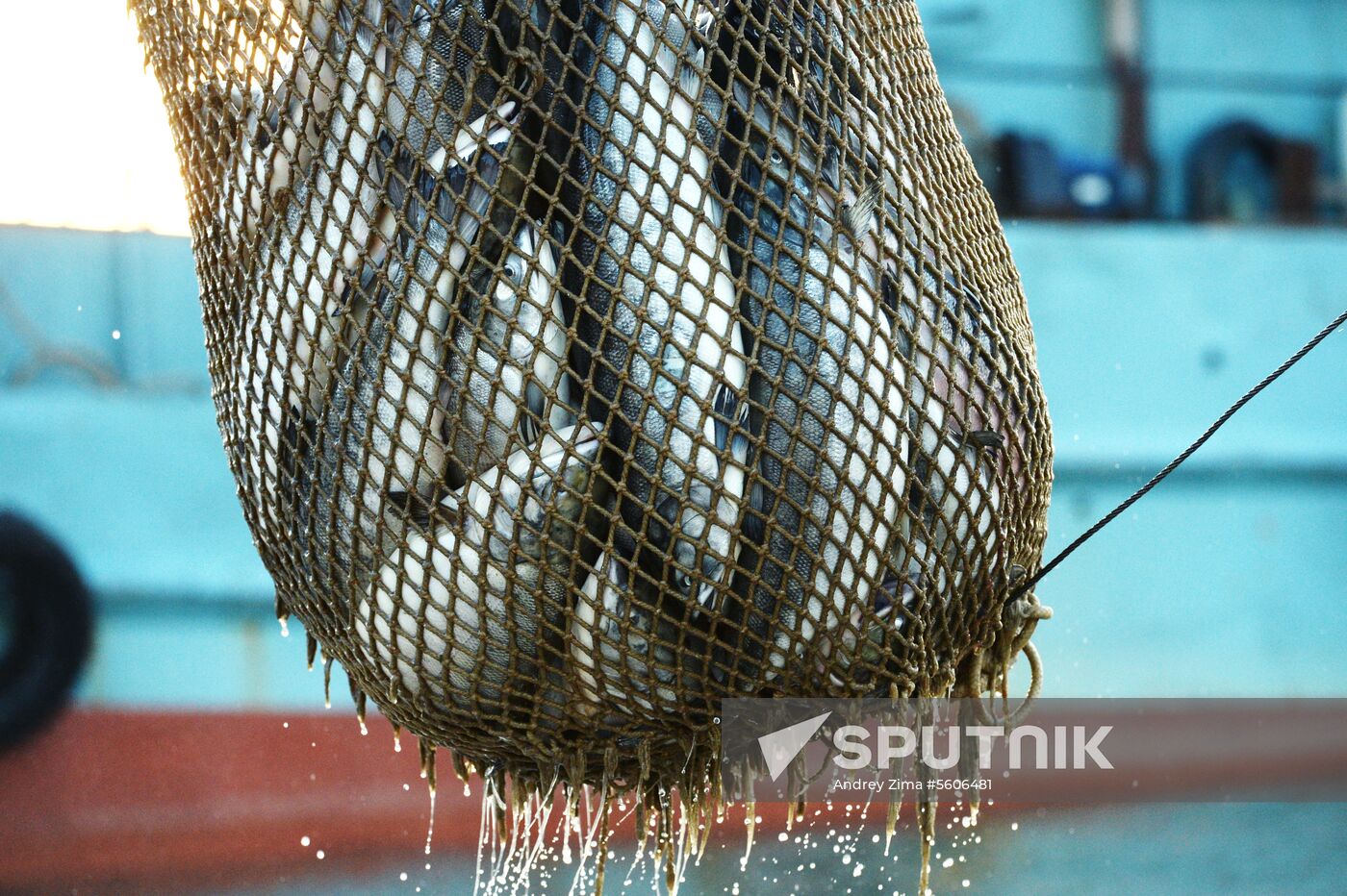 Mass salmon fishing near Bering Sea in Anadyr