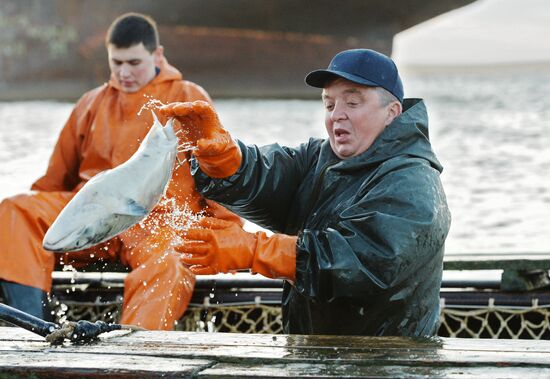 Mass salmon fishing near Bering Sea in Anadyr