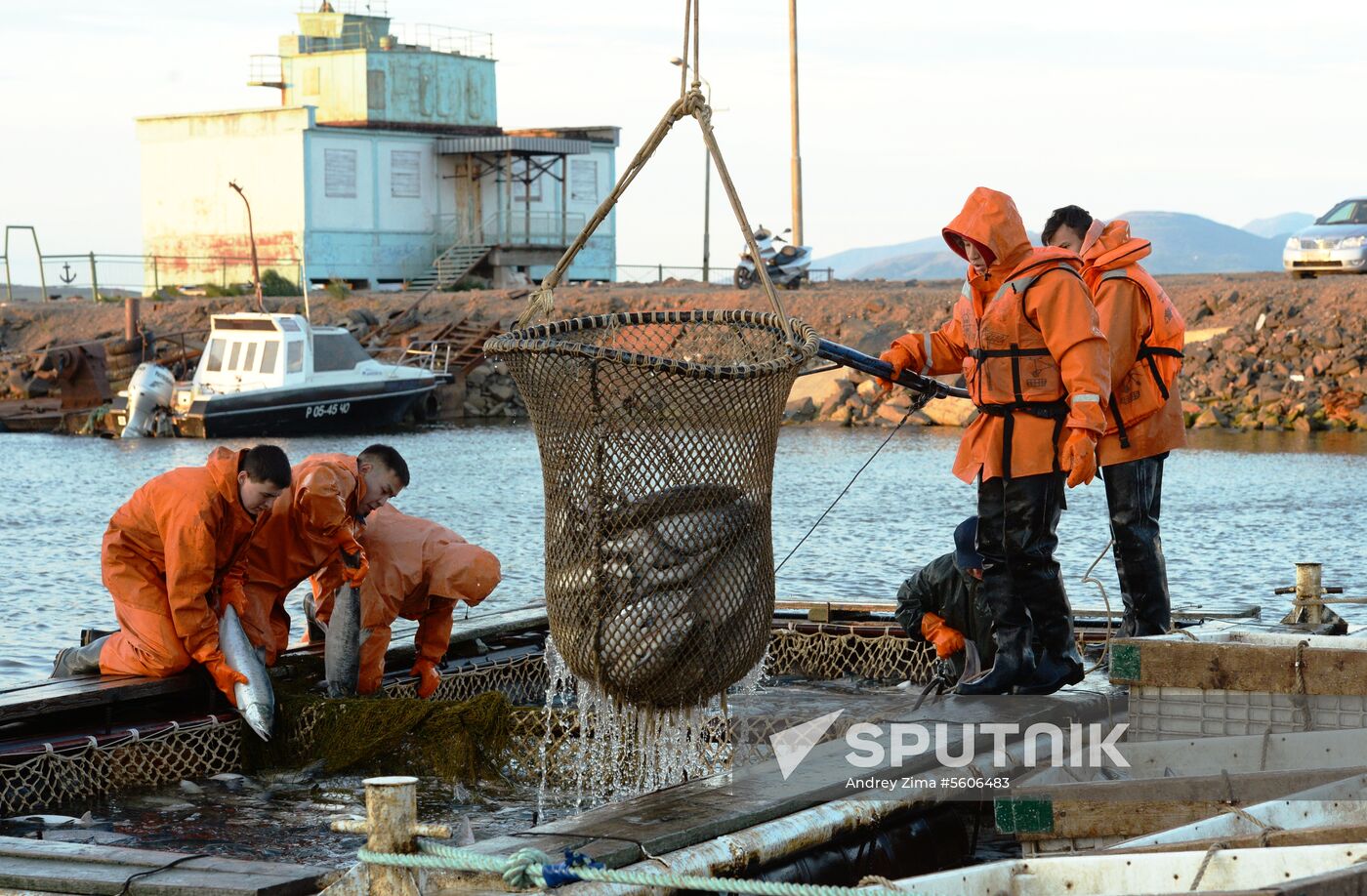 Mass salmon fishing near Bering Sea in Anadyr