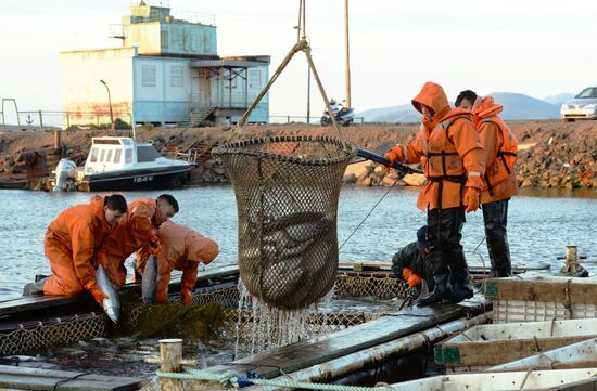 Mass salmon fishing near Bering Sea in Anadyr