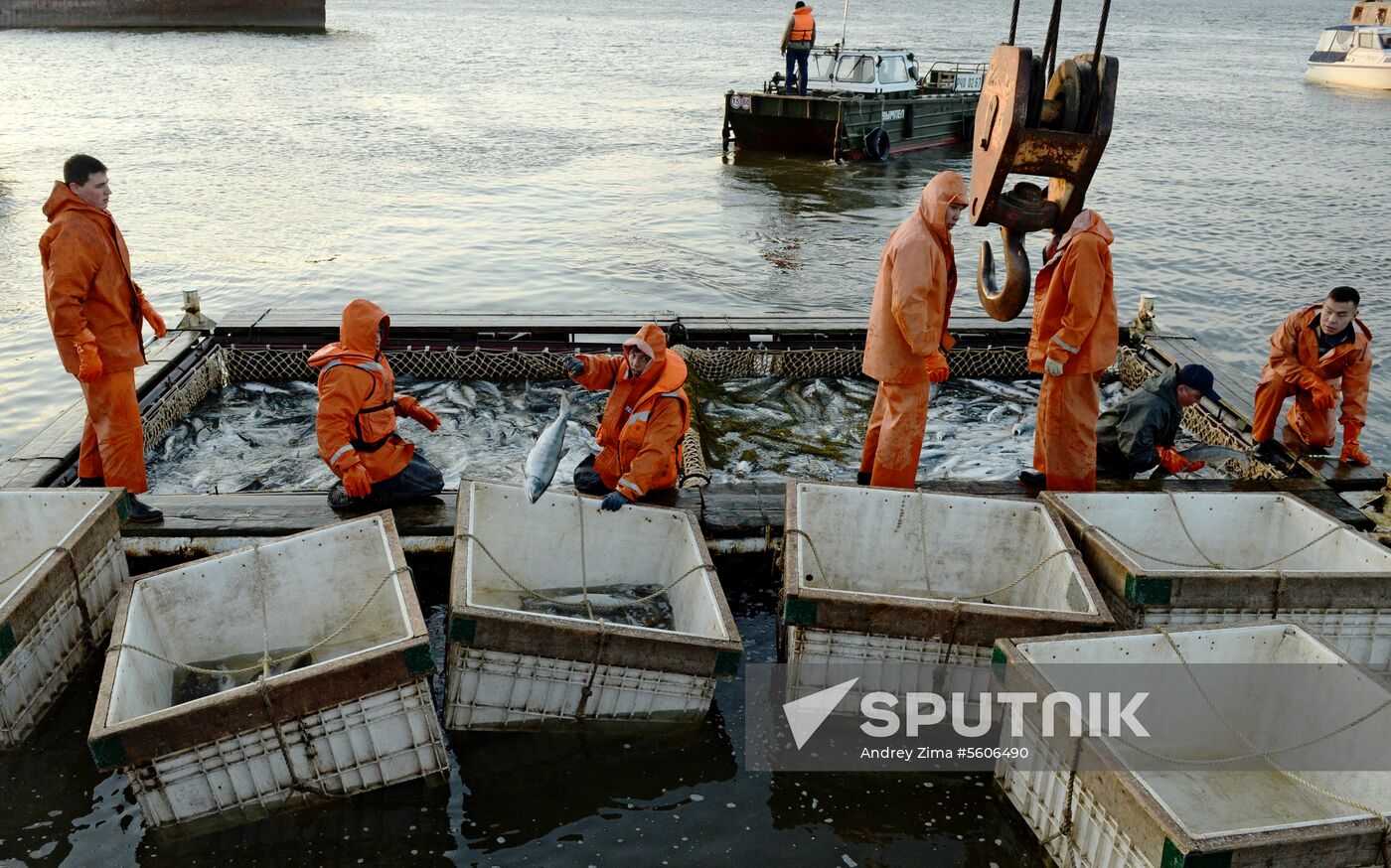 Mass salmon fishing near Bering Sea in Anadyr